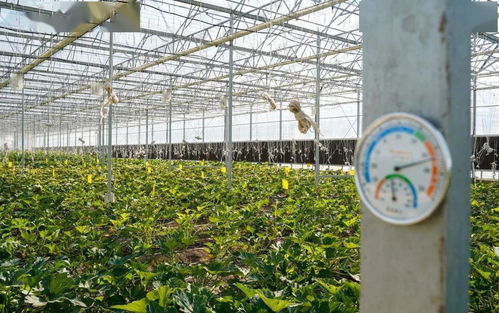 崇明黄瓜银奖背后的生物农业智慧