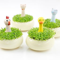 丛林守护者 生态e园创意迷你植物盆栽的礼品定制之美