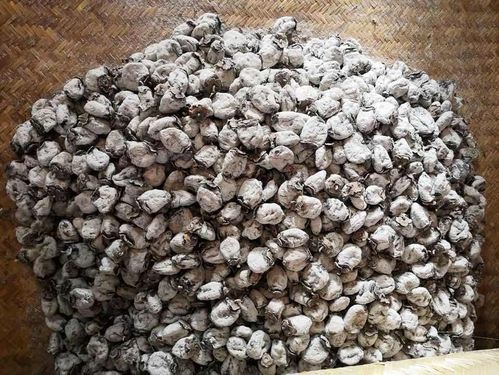 疫情无情农特产销售受阻，郑州荥阳好青年用网络助力生物农业帮扶