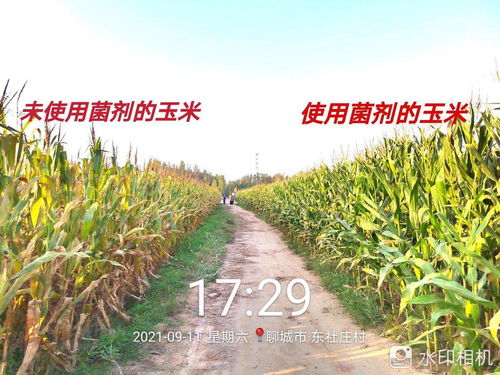 河南玉米种植户用微生物菌剂防治玉米锈病效果分析