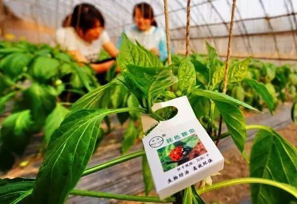 生态优先 农业农村部力挺生物农药，生物农业迎政策新风口
